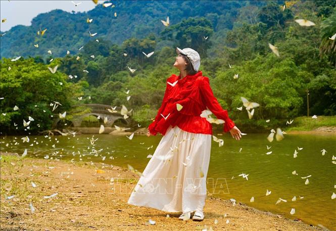 Du khách thích thú với những cánh bướm mỏng manh. Ảnh: Đức Phương - TTXVN