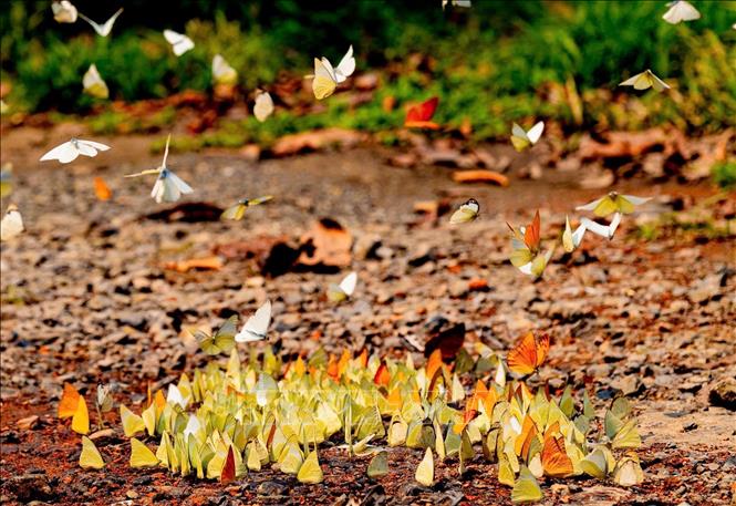 Những cánh bướm mỏng manh đã làm đa dạng các loại hình du lịch của Cúc Phương. Ảnh: Đức Phương - TTXVN