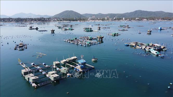 Hầu hết người dân nuôi trồng thủy sản trên đầm Cù Mông không theo quy hoạch, không kê khai nên địa phương không xác định thiệt hại do thiên tai để hỗ trợ. Ảnh: Tường Quân - TTXVN