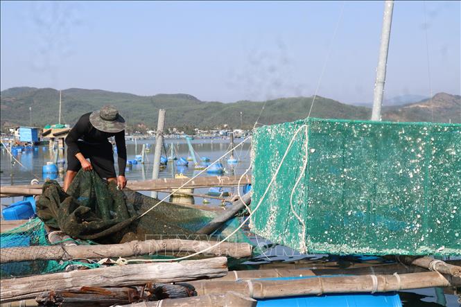 Người nuôi tôm hùm tại đầm Cù Mông kéo lưới trong lồng bè lên vì không có vốn tái sản xuất. Ảnh: Tường Quân - TTXVN