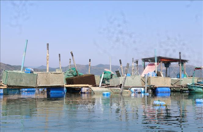 Nhiều lồng nuôi tôm hùm tại đầm Cù Mông được ngư dân gác lên cao không còn thả nuôi trong mùa vụ mới. Ảnh: Tường Quân - TTXVN