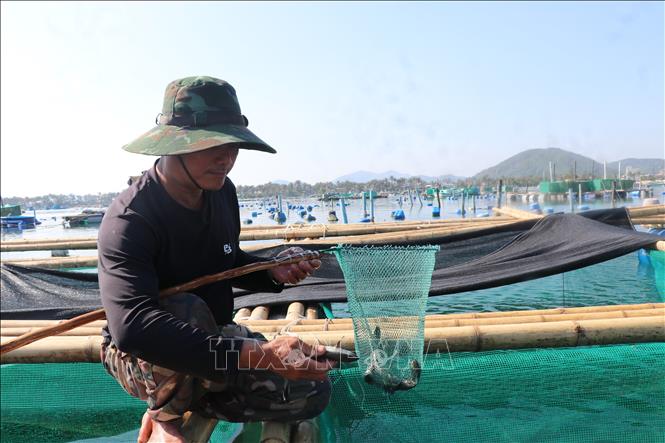 Ông Phạm Bá Phong (phường Sông Cầu) chuyển sang nuôi cá vì không có vốn nuôi tôm hùm như trước. Ảnh: Tường Quân - TTXVN