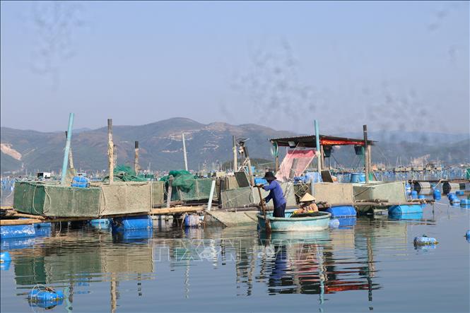 Người dân gác lồng nuôi tôm và chuyển sang nghề thả lưới bắt cá vì không có vốn khôi phục sản xuất. Ảnh: Tường Quân - TTXVN