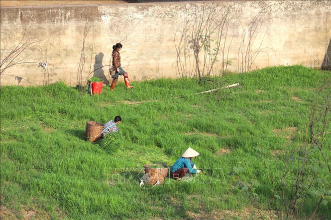 Người dân địa phương cắt cỏ cho gia súc trong hố xử lý nước thải, nước mưa của dự án bãi xử lý rác thải Quế Phong. Ảnh: Xuân Tiến - TTXVN 