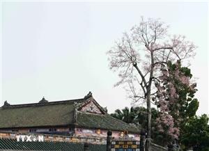 Hoa ngô đồng và hoa sứ bung nở trong Đại nội Huế