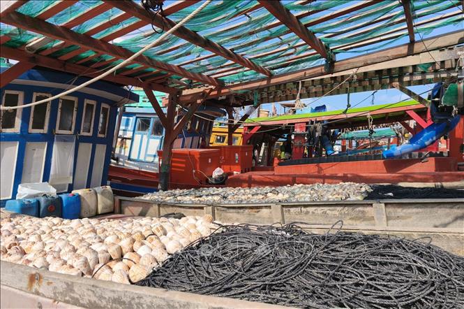 Tàu khai thác thủy sản Cà Mau tạm thời neo đậu khi giá nhiên liệu tăng cao. Ảnh: Tuấn Phi - TTXVN