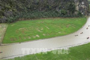 Dệt bức tranh bằng lúa giữa muôn trùng núi non