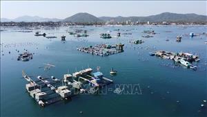 Thủ phủ tôm hùm chật vật khôi phục sản xuất sau thiên tai