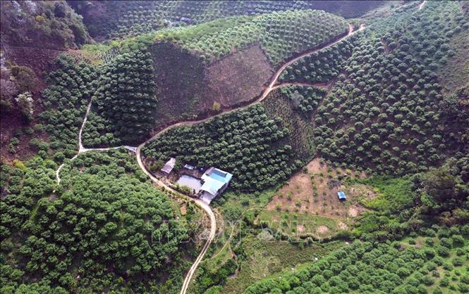 Diện tích trồng mận tập trung trên địa bàn xã Phiêng Khoài (Sơn La). Ảnh: Quang Quyết - TTXVN