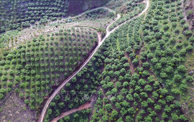 Diện tích trồng mận tập trung trên địa bàn xã Phiêng Khoài (Sơn La). Ảnh: Quang Quyết - TTXVN