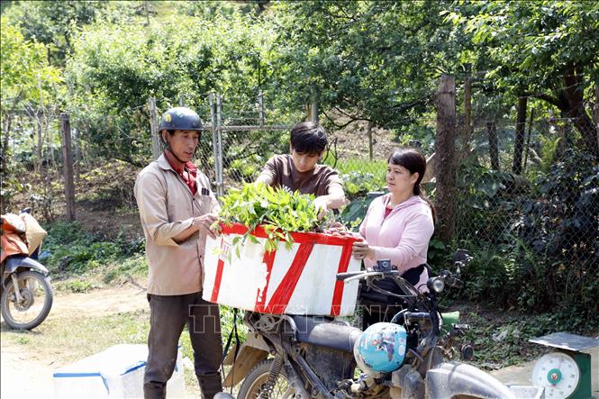 Vận chuyển mận chín sớm tại gia đình chị Vũ Hồng Phước, xã Phiêng Khoài (Sơn La). Ảnh: Quang Quyết - TTXVN