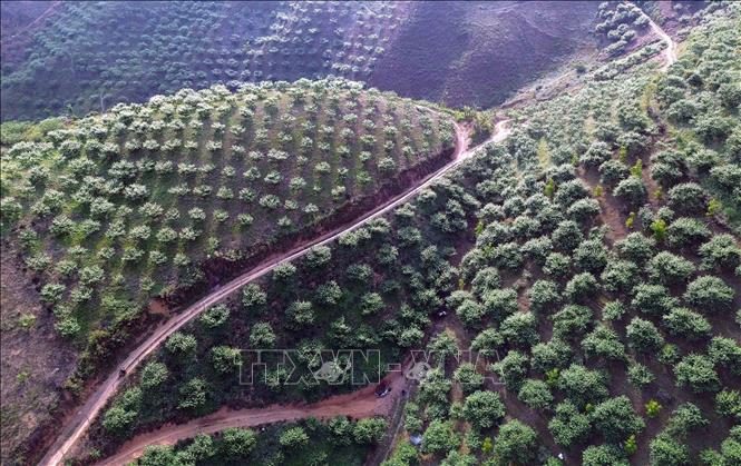 Diện tích trồng mận tập trung trên địa bàn xã Phiêng Khoài (Sơn La). Ảnh: Quang Quyết - TTXVN