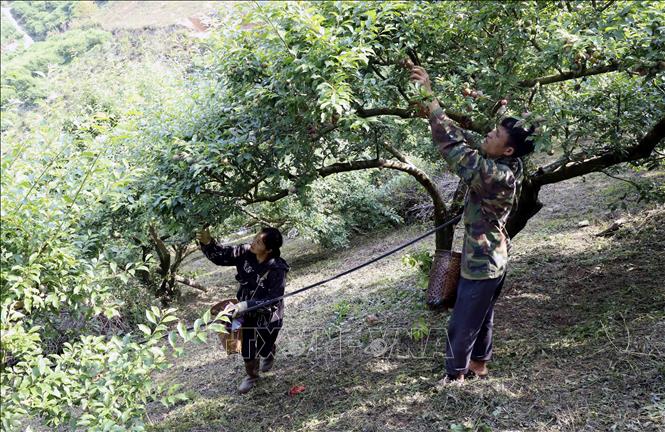 Thu hoạch mận chín sớm tại gia đình anh Nguyễn Văn Năm, bản Cồn Huất, Xã Phiêng Khoài (Sơn La). Ảnh: Quang Quyết - TTXVN