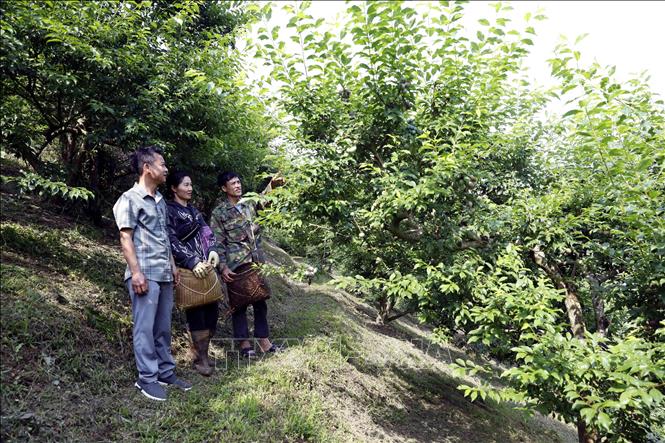 Mận chín sớm tại xã Phiêng Khoài (Sơn La) được mùa, được giá, người trồng mận rất phấn khởi. Ảnh: Quang Quyết - TTXVN