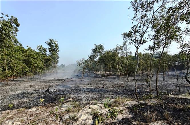 Vụ cháy rừng xảy ra tại thôn Tây Tân An, xã Mỹ Thuỷ (tỉnh Quảng Trị), phá huỷ khoảng 1,5ha rừng phòng hộ, chủ yếu là cây tràm. Ảnh: TTXVN phát