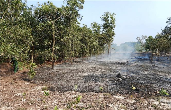 Hiện trường khu vực rừng tràm bị lửa thiêu rụi trong vụ cháy. Ảnh: TTXVN phát