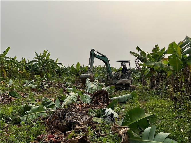 Lực lượng thi công tiến hành tháo dỡ, dọn dẹp cây cối trên diện tích đất đã được người dân bàn giao để giải phóng mặt bằng. Ảnh: Kim Anh - TTXVN 