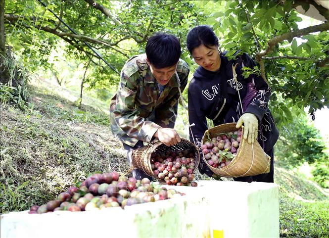 Thu hoạch mận chín sớm tại gia đình anh Nguyễn Văn Năm, bản Cồn Huất, Xã Phiêng Khoài (Sơn La) để cung ứng ra thị trường. Ảnh: Quang Quyết - TTXVN