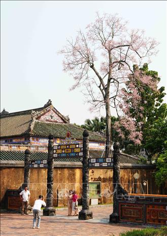 Visitors pose for photos with Ngo Dong flowers in Hue Imperial Citadel. VNA Photo: Nguyên Lý