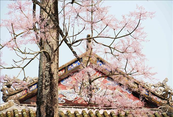 Ngo Dong flowers in full bloom with its light pink color, signalling the beginning of spring. VNA Photo: Nguyên Lý