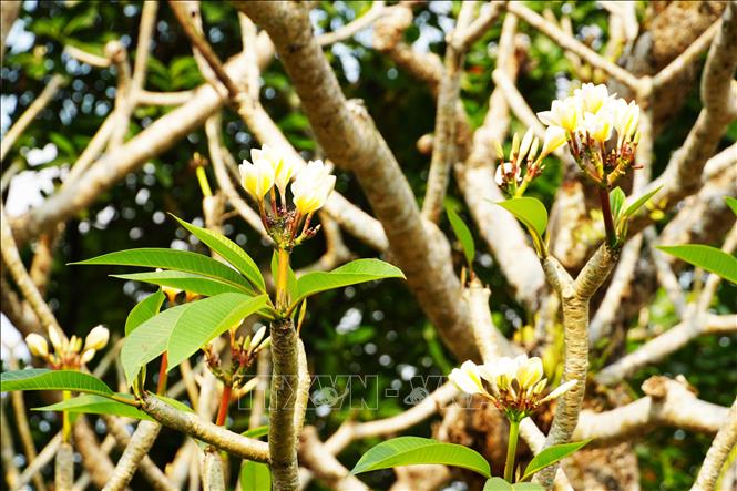 Plumeria flowers blooming in Hue Imperial Citadel. VNA Photo: Nguyên Lý