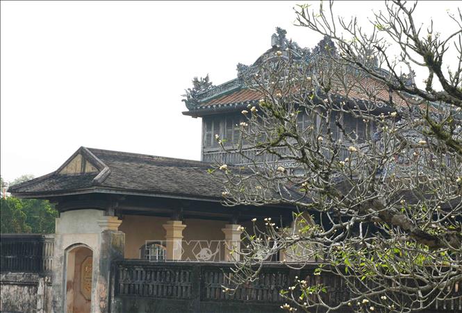 Plumeria flowers blooming at Thai Binh Lau - Hue Imperial Citadel. VNA Photo: Nguyên Lý