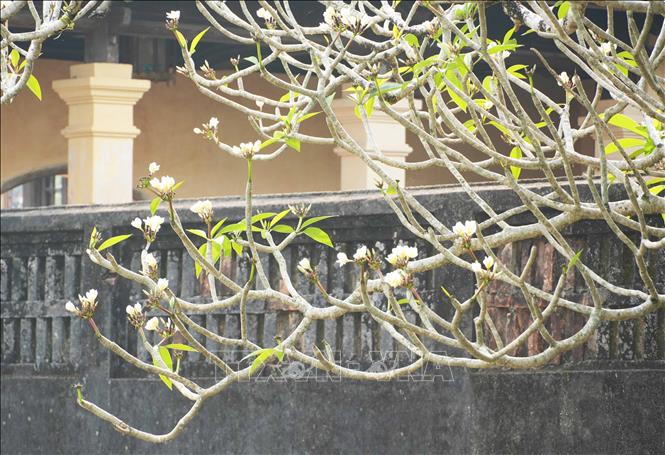 Plumeria flowers blooming at Thai Binh Lau - Hue Imperial Citadel. VNA Photo: Nguyên Lý