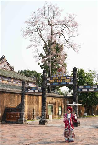 Visitors pose for a photo with Ngo Dong flowers at Ta Vu - Hue Imperial Citadel. VNA Photo: Nguyên Lý