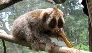 Phát hiện 4 loài động vật quý hiếm mới tại Khu dự trữ thiên nhiên Thần Sa - Phượng Hoàng