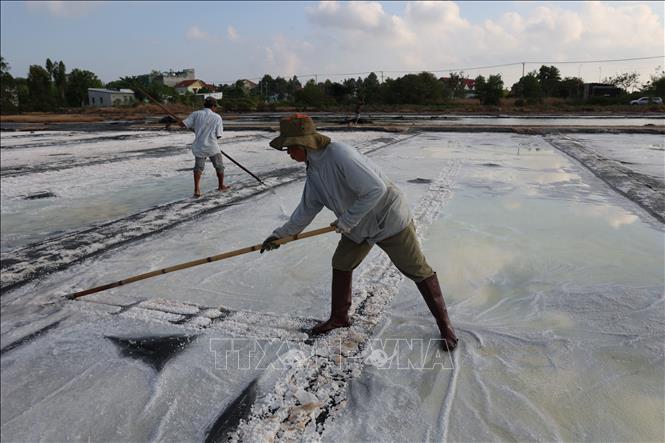 Diêm dân xã Long Điền cào muối trong những ngày nắng, khẩn trương thu hoạch những mẻ muối đầu vụ. Ảnh: Hoàng Nhị - TTXVN
