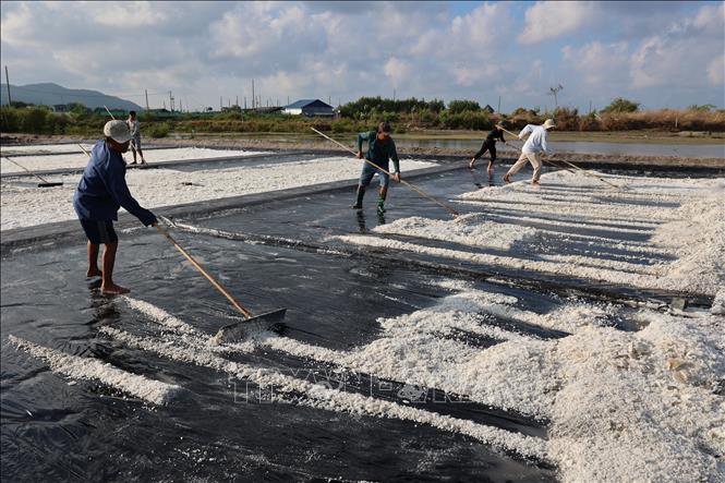 Mưa trái mùa liên tiếp xuất hiện đầu vụ, cộng với giá muối thấp khiến thu nhập của diêm dân sụt giảm. Ảnh: Hoàng Nhị - TTXVN