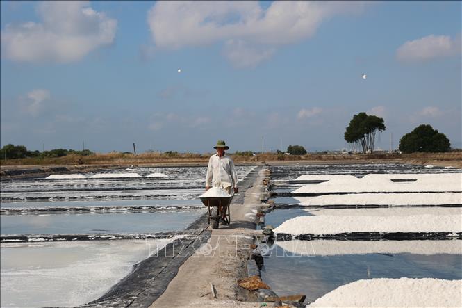 Để tiết kiệm chi phí sản xuất, ông Lương Văn Được, xã Long Điền, tự mình thu hoạch hơn 2ha muối. Ảnh: Hoàng Nhị - TTXVN