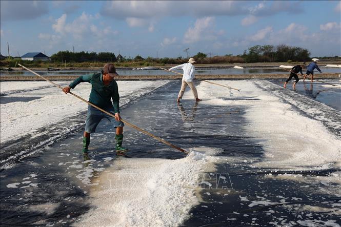 Thời tiết nắng nóng, thuận lợi cho sản xuất, diêm dân trên cánh đồng muối An Ngãi, xã Long Điền khẩn trương thu hoạch để kịp sản xuất lứa muối mới. Ảnh: Hoàng Nhị - TTXVN