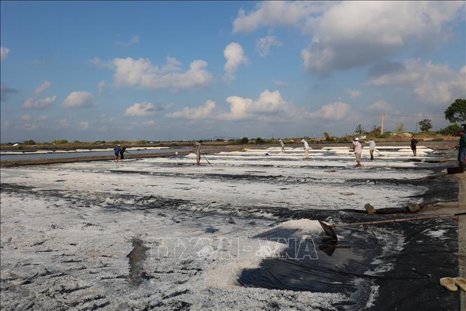 Diêm dân xã Long Điền, TP. Hồ Chí Minh thu hoạch muối. Ảnh: Hoàng Nhị - TTXVN