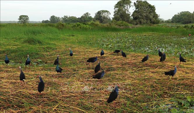 Chim trích cồ về trú ngụ, tìm thức ăn tại Vườn Quốc gia Tràm Chim. Ảnh: Nhựt An - TTXVN