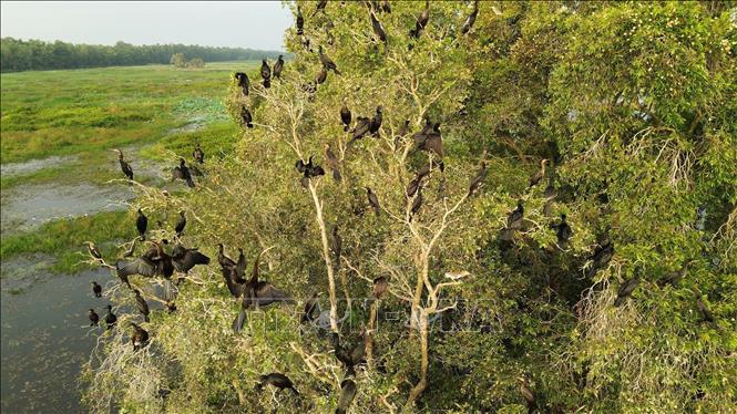 Nhiều loài chim về trú ngụ, sinh sống ở Vườn Quốc gia Tràm Chim. Ảnh: Nhựt An - TTXVN