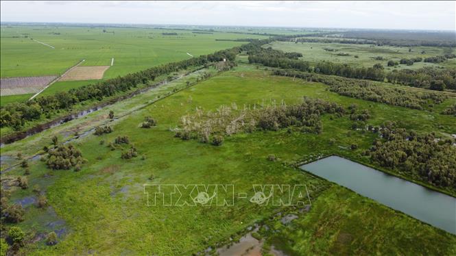 Tiếp giáp Vườn Quốc gia Tràm Chim là diện tích lúa sản xuất theo hướng sinh thái. Ảnh: Nhựt An - TTXVN