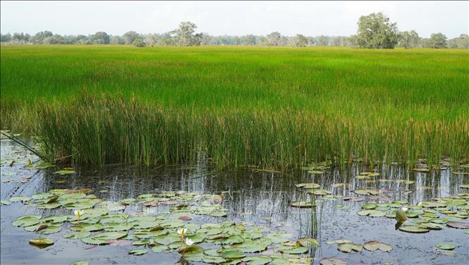 Quần xã cây năng bộp, hoa súng ma… tại Vườn Quốc gia Tràm Chim. Ảnh: Nhựt An - TTXVN
