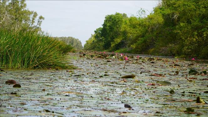 Quần thể hoa súng đỏ tại Vườn Quốc gia Tràm Chim. Ảnh: Nhựt An - TTXVN