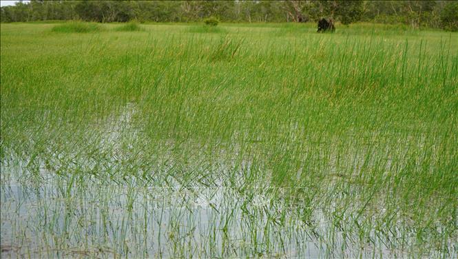 Quần thể năng kim rộng gần 100ha ở khu vực vùng lõi của Vườn Quốc gia Tràm Chim. Ảnh: Nhựt An - TTXVN                              