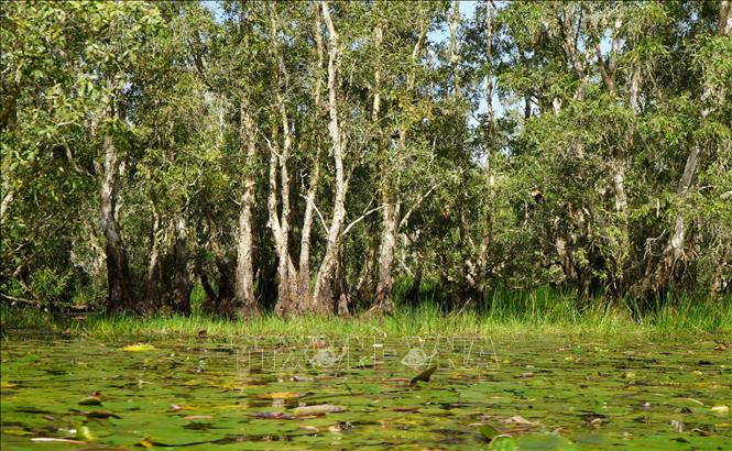 Rừng tràm ngập nước tại Vườn Quốc gia Tràm Chim. Ảnh: Nhựt An - TTXVN