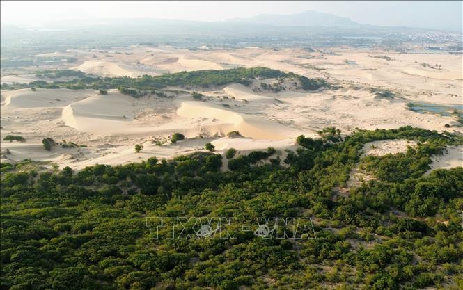 Những mảng cây xanh vươn mình trong đồi cát Mũi Dinh (xã Phước Dinh, Khánh Hòa) thể hiện sức sống mãnh liệt. Ảnh: Nguyễn Thành - TTXVN