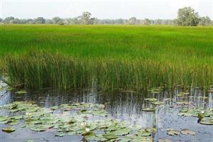 Tràm Chim hồi sinh, mở lối kinh tế sinh thái bền vững