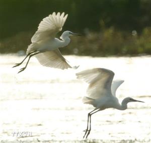 Đẹp thanh bình với những cánh cò chao nghiêng trên quê hương Cần Thơ