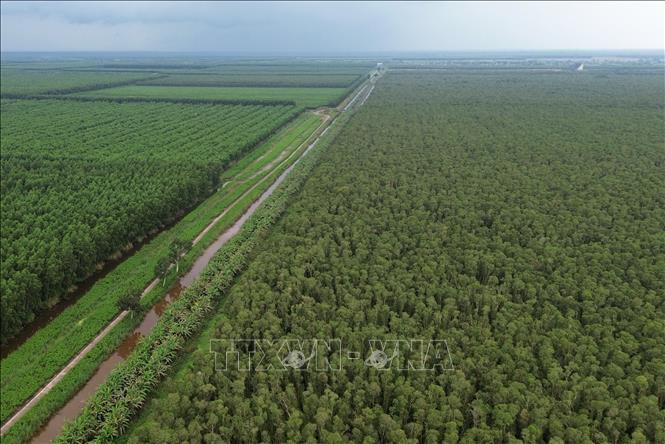 Vườn Quốc gia U Minh Hạ có có 8.500 ha rừng, trong đó có hơn 4000 ha rừng ở mức cấp độ cảnh báo mức III. Ảnh: Tuấn Phi – TTXVN 