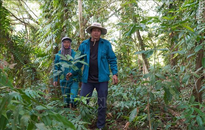 Lực lượng phòng cháy Vườn Quốc gia U Minh Hạ kiểm tra phòng cháy tại Vườn Quốc gia U Minh Hạ. Ảnh: Tuấn Phi – TTXVN 