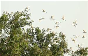 Đàn cò trắng vẽ bức tranh quê thanh bình