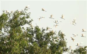 Yên ả cánh cò quê hương Cần Thơ 