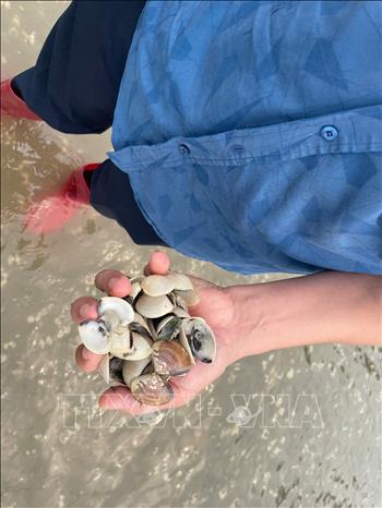 Ngao chết trên 95%, người nuôi điêu đứng. Ảnh: TTXVN phát 