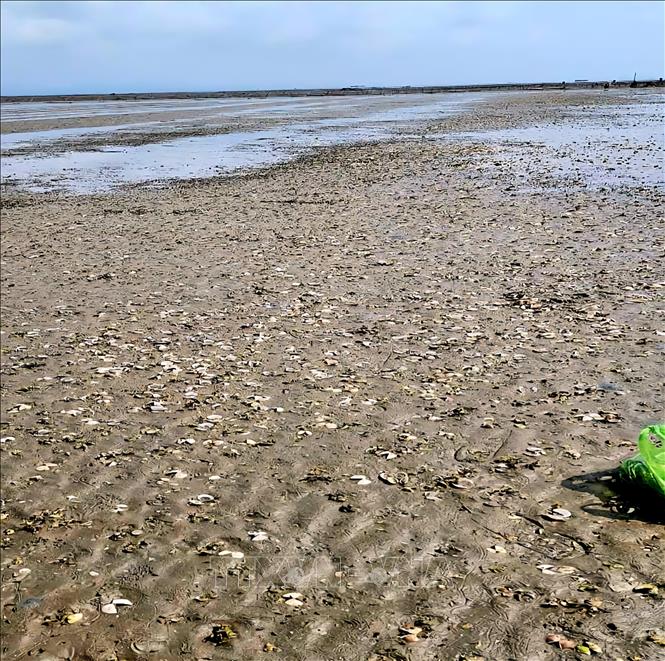 Ngao chết hàng loạt,  gây tổn thất nặng nề cho người dân. Ảnh: TTXVN phát 